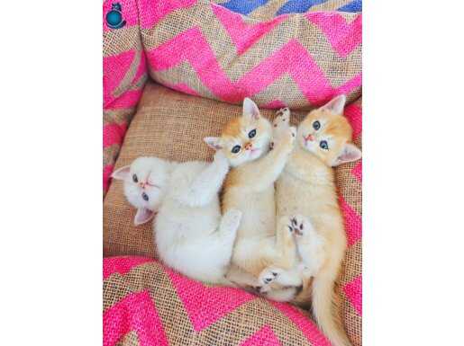 Show golden bebekler-Bastet Cattery 