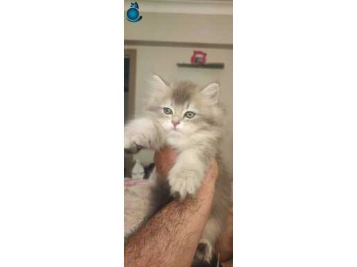 Blue Longhair dişi bebek