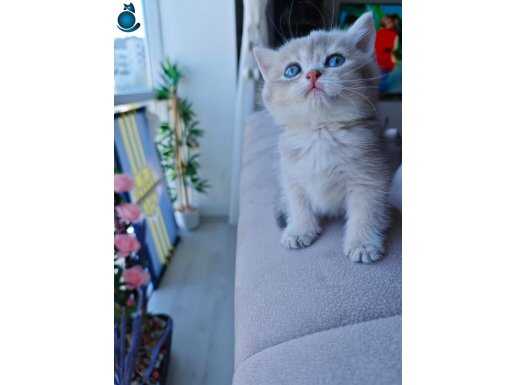 Safkan Blue Golden Dişi