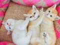 Show golden bebekler-Bastet Cattery 