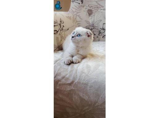 Safkan yavrularımız yeni ailesini arıyor 