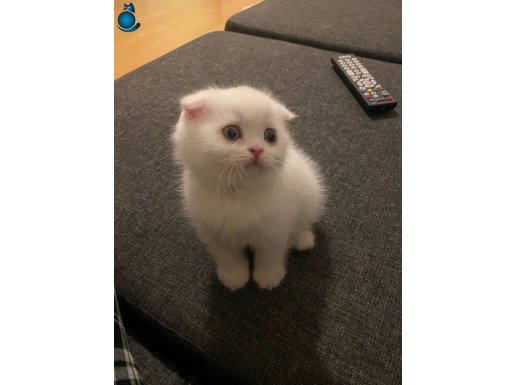 KAR BEYAZI SAFKAN SCOTTISH FOLD SHORTHAIR YAVRUMUZ