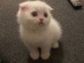 KAR BEYAZI SAFKAN SCOTTISH FOLD SHORTHAIR YAVRUMUZ