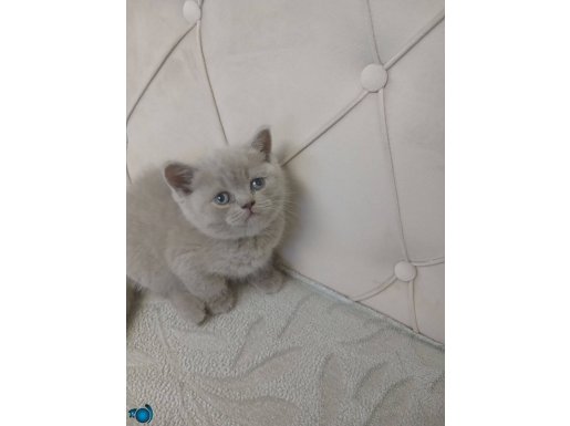 Orjinal safkan ayı surat brdihş dişi yavrum 