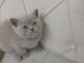 Orjinal safkan ayı surat brdihş dişi yavrum 