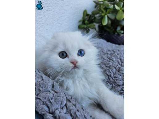 Şampion babadan süper yavru