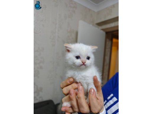 ORJINAL SAFKAN BRİTİSH 