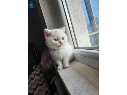 Şampiyon babadan güzeller güzeli dişi yavrumuz