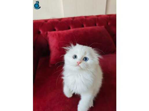 Şampiyon babanın, yakışıklı oğlu 