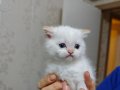ORJINAL SAFKAN BRİTİSH 