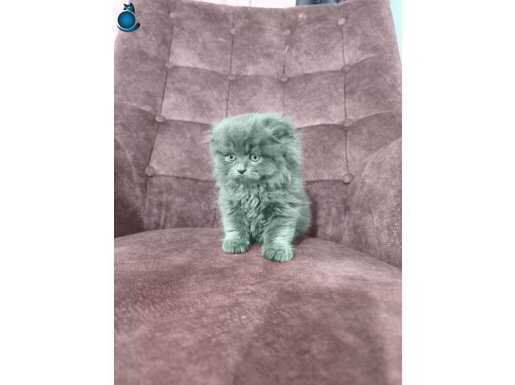 Acill uyguna verilecek