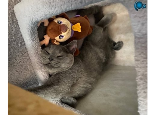 Tuvalet eğitimli, çipli ve kısırlaştırılmış erkek