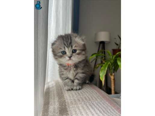 Dünyalar Güzeli Yavru Scottish Fold
