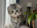 Dünyalar Güzeli Yavru Scottish Fold