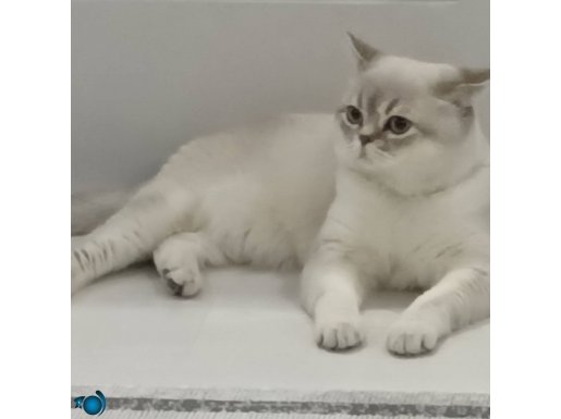 Uyumlu güzel bir kedi