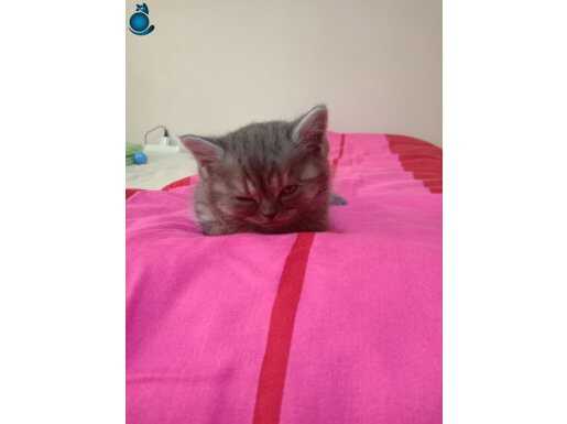 Erkek Brithis Shorthair 1.5 aylık
