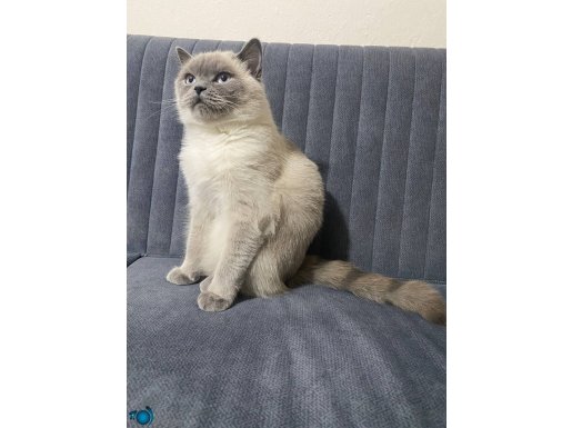 1.5 yaşında kısırlastırılmıs kızımız