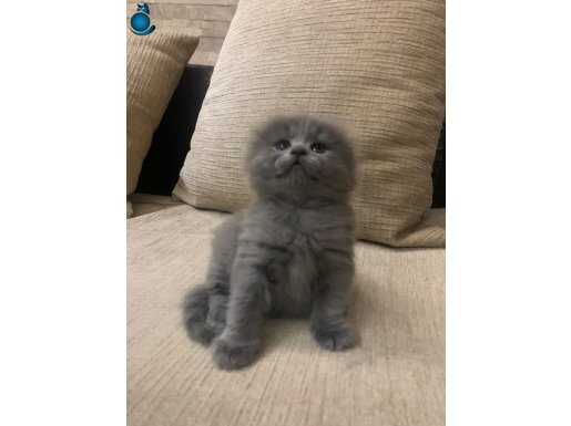 Scottish long erkek kedi