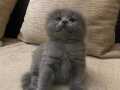 Scottish long erkek kedi