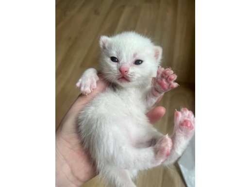 14 GÜNLÜK REZERVE AÇIK