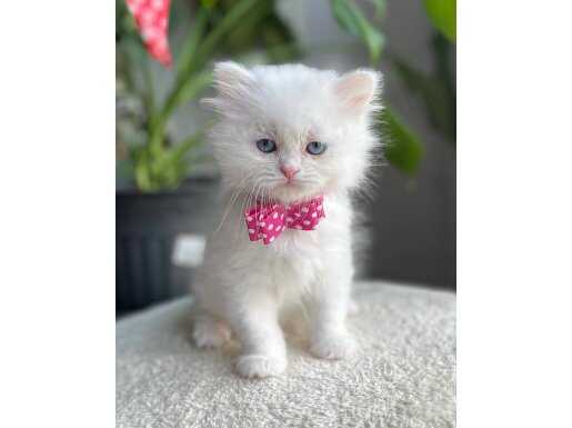 ÇOK ACİLİYETİM OLDUĞU İÇİN 30 GÜNLÜKKEN SAHİPLENDİRİYORUM