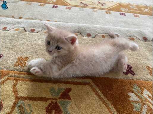 British shorthair