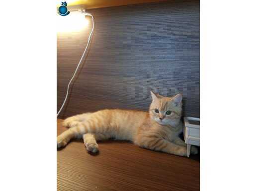 British Shorthair Sevecen Sağlıklı Erkek Kedim