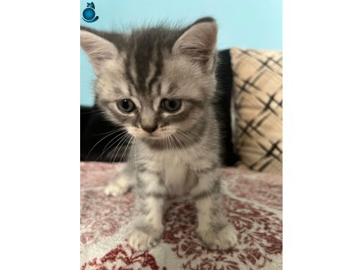 50 Günlük 2 tane yavru kedi