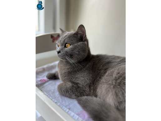 British Shorthair 6 aylık