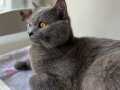 British Shorthair 6 aylık