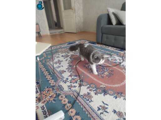 British kedi 