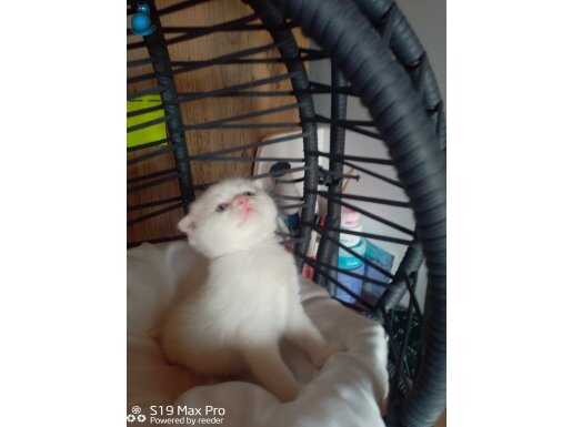 SCOTTİSH YAVRU KEDI