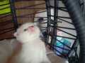 SCOTTİSH YAVRU KEDI