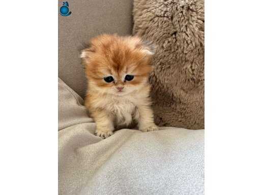 Yavru golden british longhair