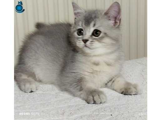 2aylik british shorthair 