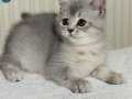 2aylik british shorthair 