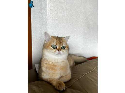 Safkan British Shorthair