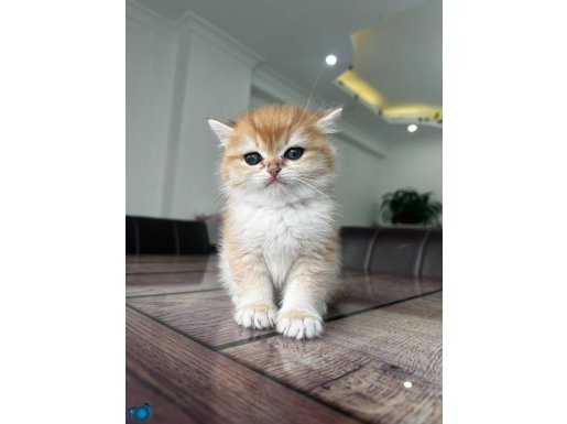 Efsanevi Güzellikte Golden British Shorthair