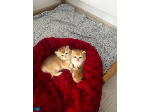 british shorthair golden ny12 