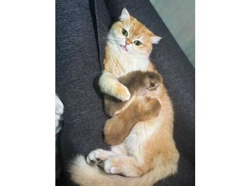 DÜNYA GÜZELİ GOLDEN NY12 BRİTİSH SHORTHAİR