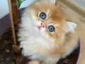 British Longhair-Mavi Gözlü Minnoş Sahbini Bekliyor 