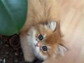 British Longhair-Mavi Gözlü Minnoş Sahbini Bekliyor 