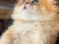British Longhair-Mavi Gözlü Minnoş Sahbini Bekliyor 