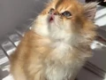 British Longhair-Mavi Gözlü Minnoş Sahbini Bekliyor 
