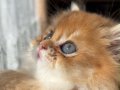 British Longhair-Mavi Gözlü Minnoş Sahbini Bekliyor 