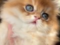 British Longhair-Mavi Gözlü Minnoş Sahbini Bekliyor 