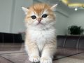 Efsanevi Güzellikte Golden British Shorthair