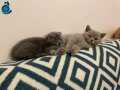 Scottish kedi erkek 2 aylık