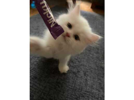 İNCİ BEYAZI LONGHAIR ÇOK OYUNCU
