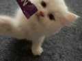 İNCİ BEYAZI LONGHAIR ÇOK OYUNCU